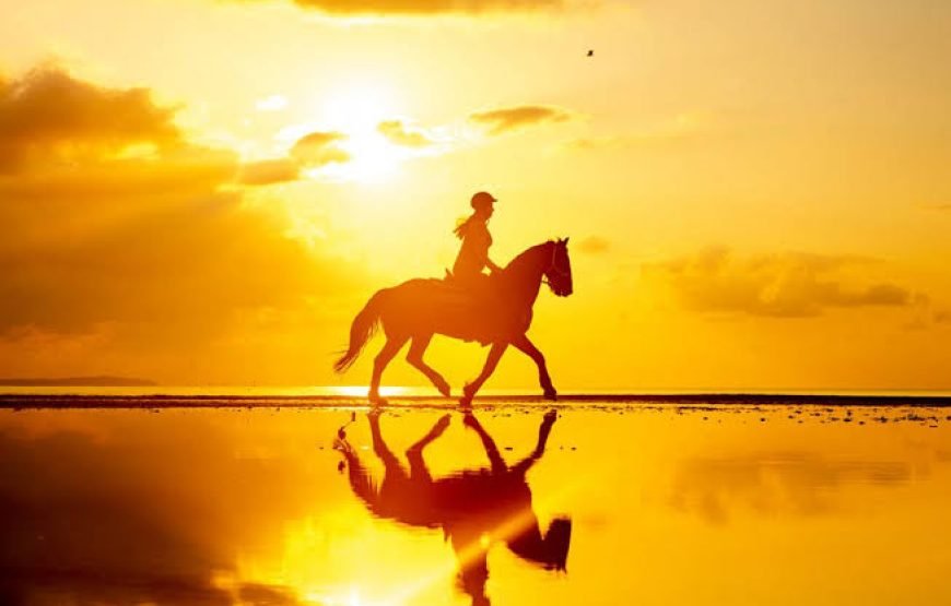 Horse Safari