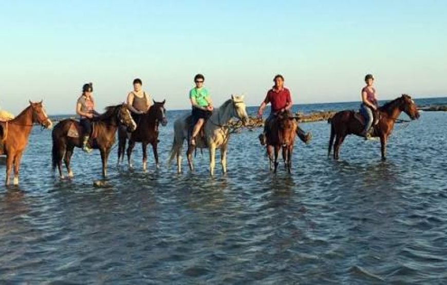 Horse Safari