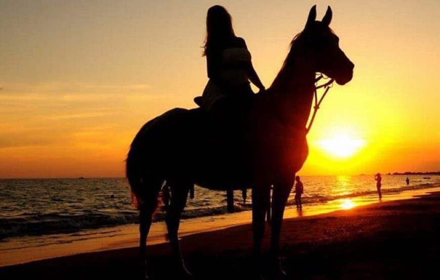 Horse Safari