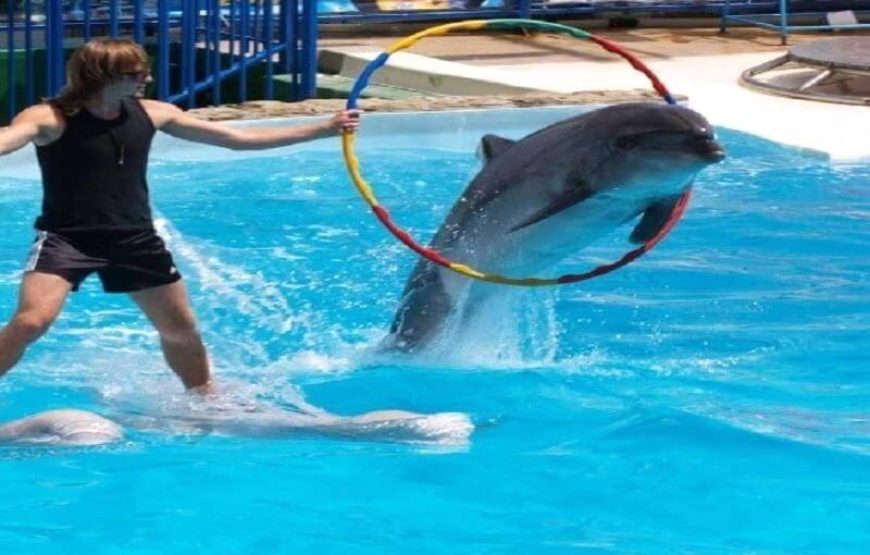 DOLPHIN SHOW