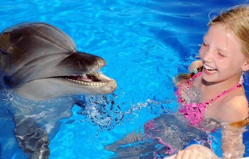 Dolphin SWİMİNG