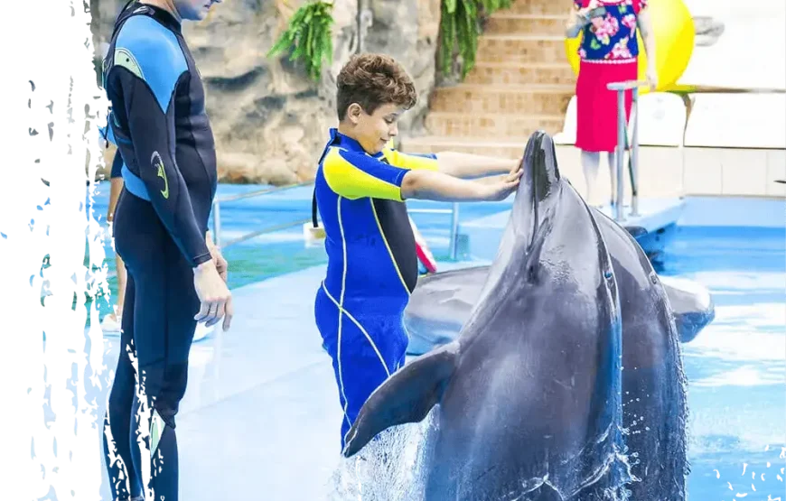 Dolphin SWİMİNG