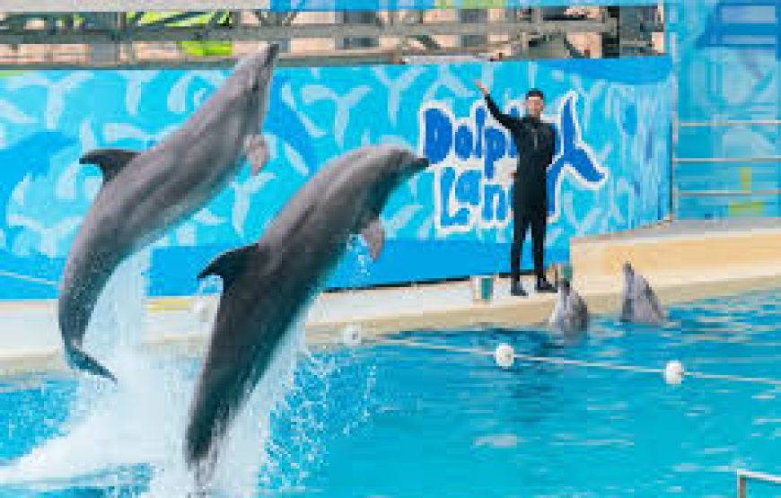 DOLPHIN SHOW