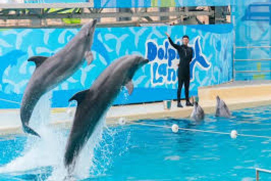 DOLPHIN SHOW