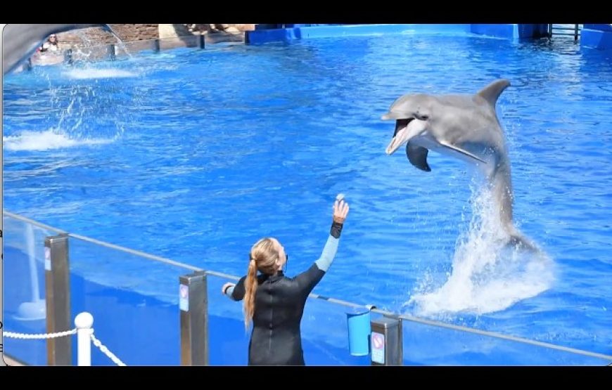 DOLPHIN SHOW